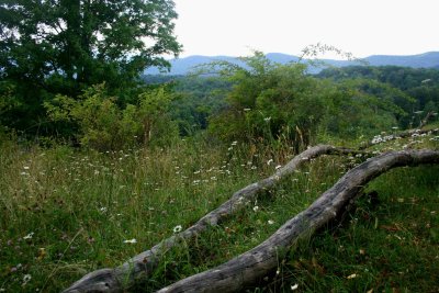 Fallen Trees on Blooming Meadow Ridge tb0710per.jpg