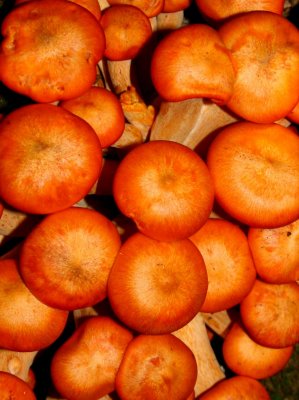 Crowded Orange Mushrooms from Above v tb0710pgr.jpg