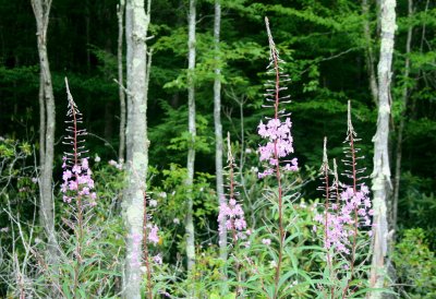 Fireweed Blooming High in Mtn Woods tb0710pcr.jpg