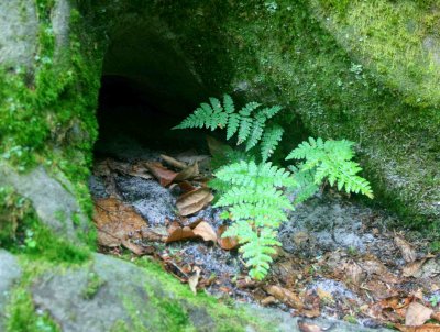 Sandy Ferns in Rocky Recess at Beartown tb0710pir.jpg