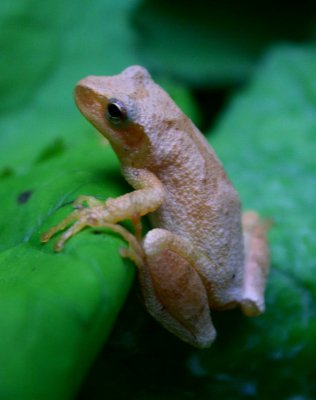 Tree Frog Climbing Between Large Leaves v tb0710pax.jpg