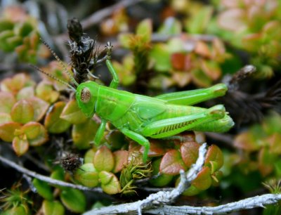 Translucent Green Grasshopper in Snowberry Vine tb0710pqr.jpg