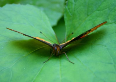 Frontal Profile Diana Butterfly on Leaf tb0710ogr.jpg