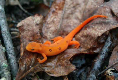 Red Eft Passing thru Wet Mtn Woods tb0710obr.jpg