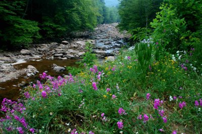 Wildflowers in Bloom Along Williams River tb0710pvr.jpg