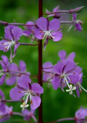 Close-up of Fireweed Blooming Mid Summer v 0710prr.jpg