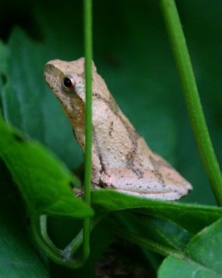 Tree Frog Hiding Out in Forest Clearing v tb0710oer.jpg