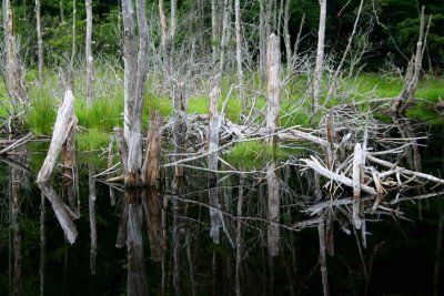 Reflections of Fallen Trees in Mtn Pond tb0710pgr.jpg