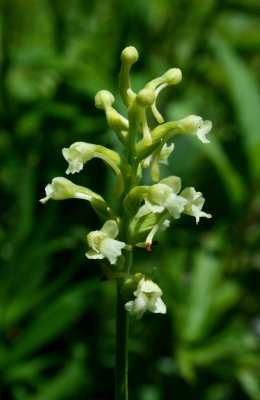 Clavellata Orchid in Shavers Fork Valley v tb0710opr.jpg