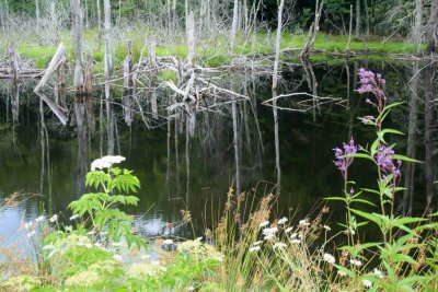 Wildflowers Fronting Hills Creek Pond tb0710our.jpg