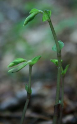 First Sprouting Three Birds Orchids in Mtns tb0710uxr.jpg