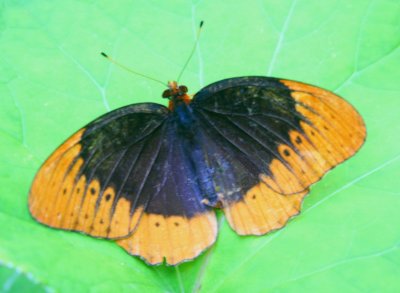 Diana Butterfly Spread Out on Colts Foot Leaf tb0710ydx.jpg