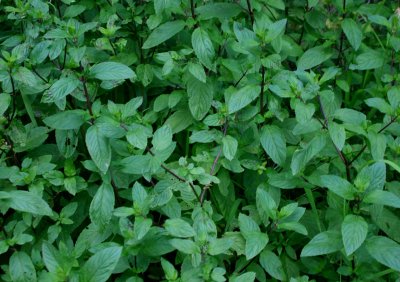 Thick Cluster of Wild Peppermint tb0710ygx.jpg