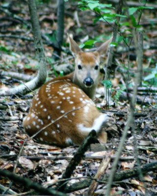 Spotted Fawn Lying in Mtn Woods v tb0810wer.jpg