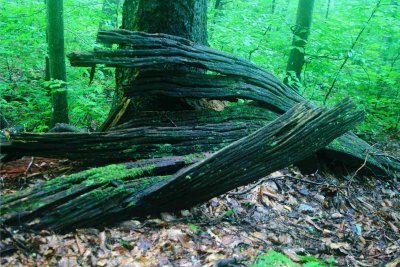 Large Hulks of Broken Chesnut in Misty Mtns tb0810wfr.jpg