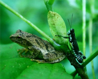 Tree Frog and Grasshopper Sharing Poplar Tree tb0810wjr.jpg