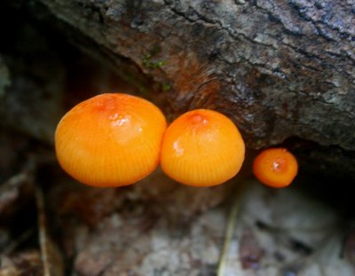 Trio of Orange Mushrooms in Summer Mtns tb0810wqr.jpg