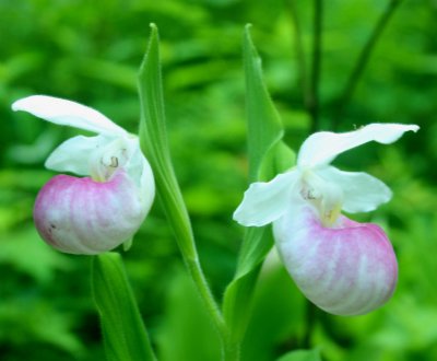 Back-toBack Showy Ladies Orchids in Mtns tb0610wxxr.jpg