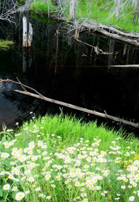 Ox Eye Daisies and Deadwood in Mtn Pond v tb0714ker.jpg