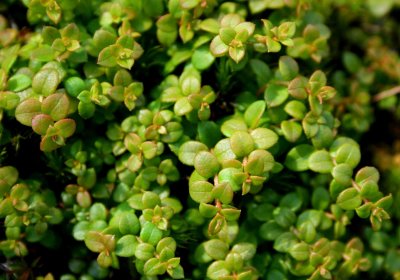 Creeping Snowberry Vines on Mtn Top tb0710kar.jpg