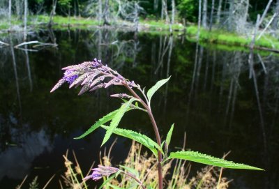 Budding Blue Vervain by Hills Creek Pond tb0714kdr.jpg