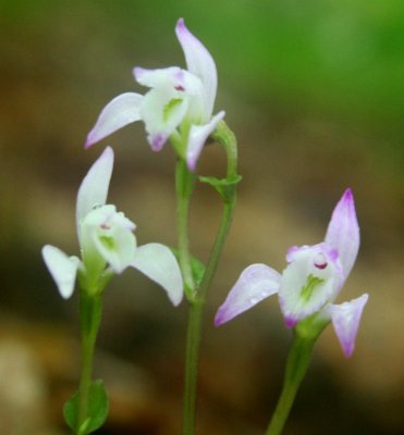 MultipleThree Bird Blooms in Appalachian Mtns v tb0810wnrr.jpg