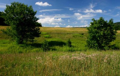 Summer Scene with Trees on Elk Mtn Field tb0810kjr.jpg