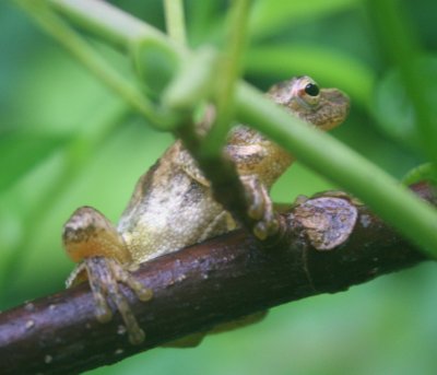 Tree Frog Wound up in Vine and Limbs tb0810kor.jpg