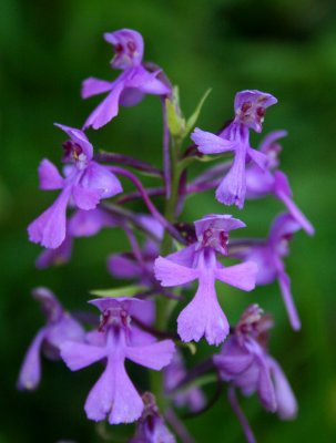 Colorful Peramonea Orchid in Peak Bloom v tb0810ktr.jpg