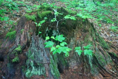 Century Old American Chesnut Stump in Appalachians tb0810ktr.jpg