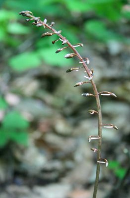 Tipularia Orchid Early Bud in WV Woods v tb0810kur.jpg
