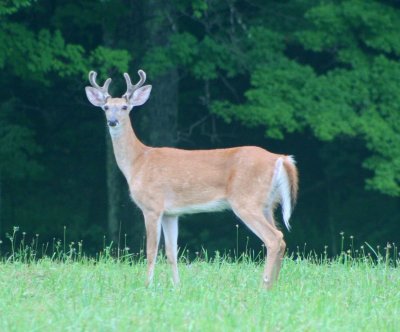 Prime Whitetail Buck in Summer Velvet tb0810klr.jpg