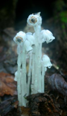 Indian Pipes Clustered in Rainy Mtns v tb0810kxr.jpg