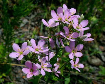 Sunny Rose Pinks on Powells Mtn Rd tb0810mcr.jpg