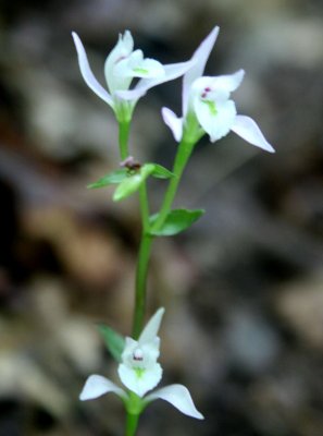 Triple White Three Birds on Mtn Ridge v tb0810mhr.jpg