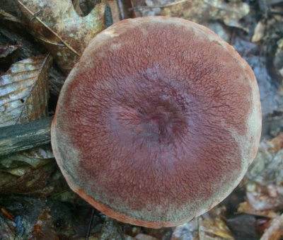 Large Brown Mushroom Top View in Mtns tb0810mir.jpg