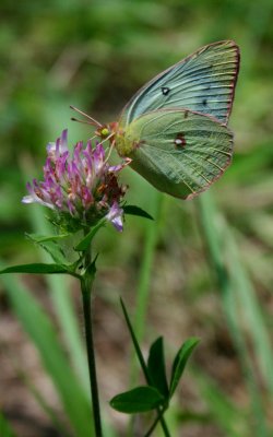 Yellow Sulphur Butterfly on Pink Clover v tb0810kzr.jpg