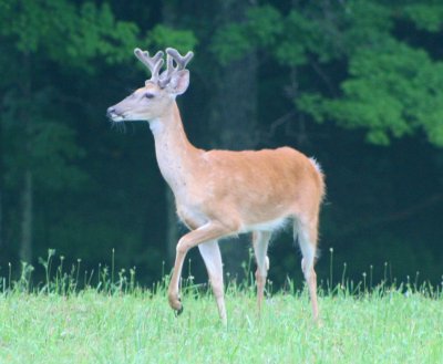 Whitetail Buck in Velvet Stepping Lively tb0810mkr.jpg