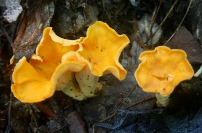 Golden Chanterelles in Summer WV Mtns tb0810mer.jpg