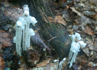 Bunches of Indian Pipes in Appalachians tb0810qar.jpg