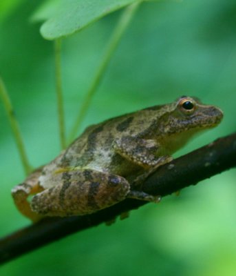 Tree Frog Clinging to Poplar Branch v tb0810mdr.jpg