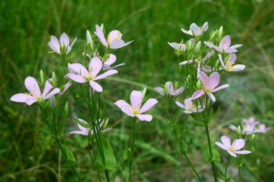 Bouquet of Rose Pinks on Rural Mtn Rd tb0810qbr.jpg