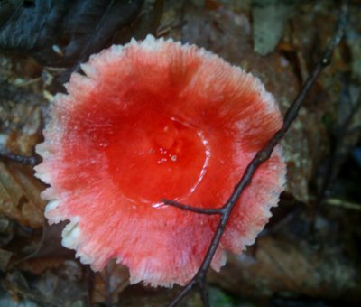 Red Mushroom Top View Rainy Mtn Day tb0810mlr.jpg