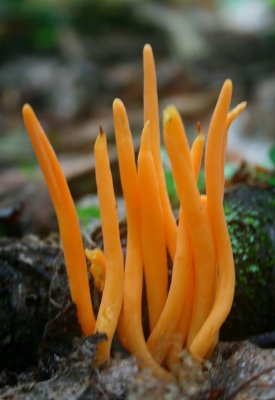 Orange Spindle Coral Fungi in Mtn Woods v tb0810mfr.jpg
