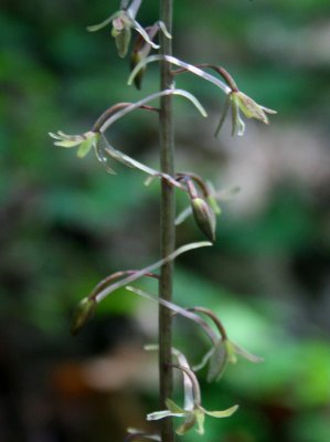 Cranes Fly Orchid Blooming on Ridge Top v tb0810qcr.jpg