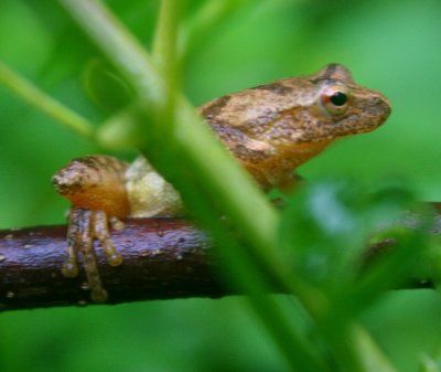 Tree Frog Grasping Wet Poplar Limb tb0810qir.jpg