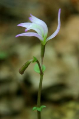 Pink Striper Three Birds Orchid in Profile v tb0810qmr.jpg