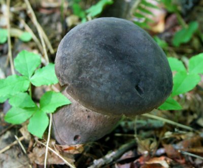 Black Mushroom Leaning in Summer Woods tb0810qmr.jpg