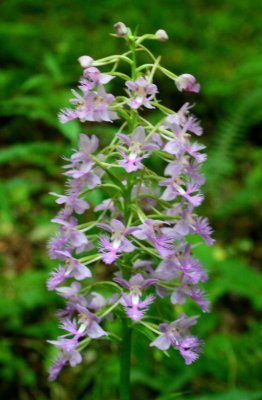 Shriveri Orchid Peak Bloom on Mtn Ridge v tb0810qkr.jpg