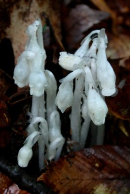 Indian Pipes Nice Group in Rainy Forest v tb0810qlr.jpg